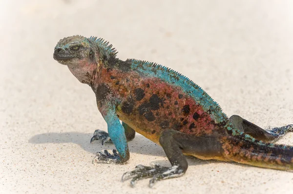 Iguana marinha nas ilhas Galápagos — Fotografia de Stock