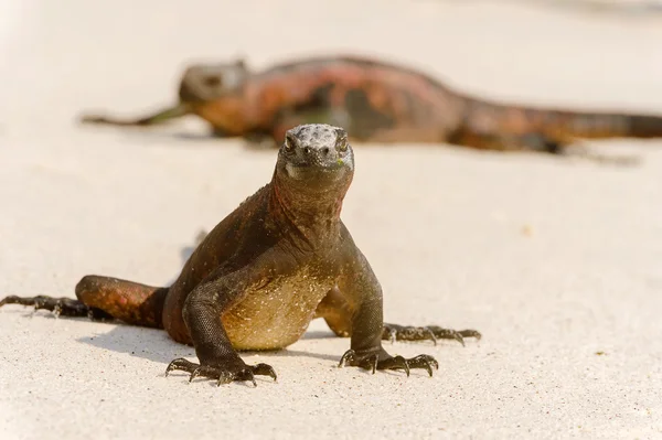 Iguana marinha nas ilhas Galápagos — Fotografia de Stock