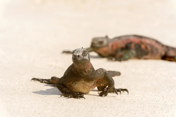 Iguane marin sur les îles Galapagos — Photo