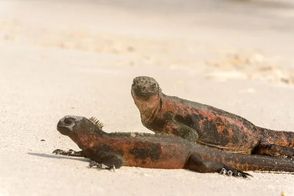 Iguana marina en las islas Galápagos — Foto de Stock