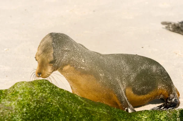 Lachtan na pláži, Galapágy — Stock fotografie