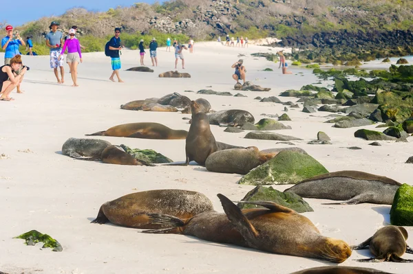 Oroszlánfókák és a turisták a strandon, a Galapagos-szigetek — Stock Fotó