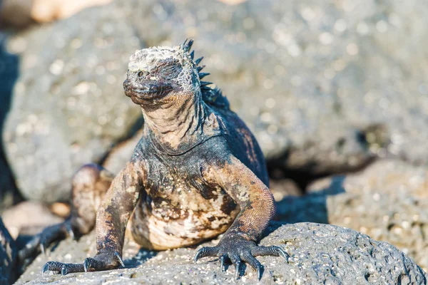 Iguana marina en las islas Galápagos —  Fotos de Stock