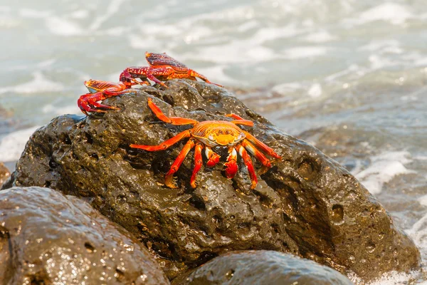 Cangrejo Sally Lightfoot en las Islas Galápagos —  Fotos de Stock