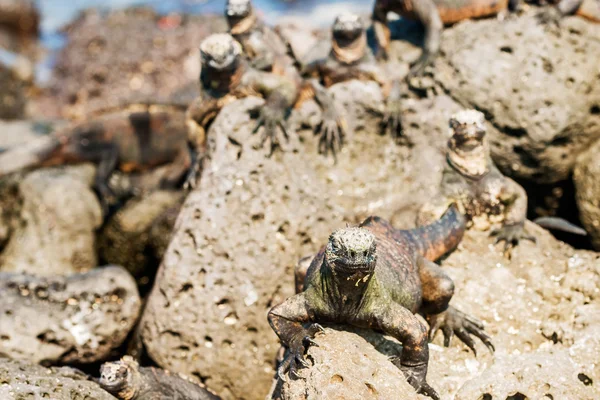 Iguana marinha nas ilhas Galápagos — Fotografia de Stock