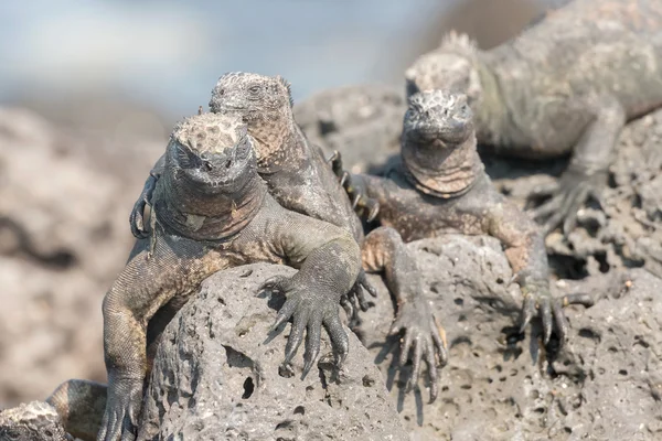 Galapagos Adaları deniz iguana — Stok fotoğraf