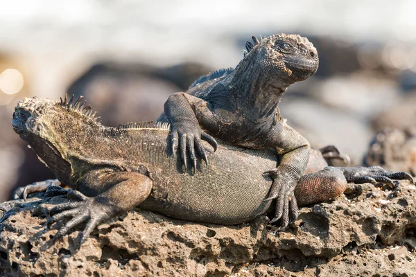 Iguana marina en las islas Galápagos —  Fotos de Stock