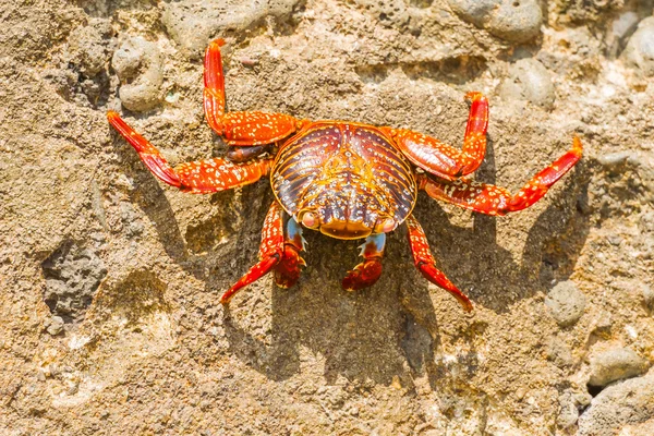 Sally Lightfoot caranguejo nas Ilhas Galápagos — Fotografia de Stock