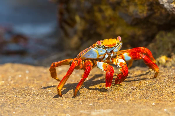 Cangrejo Sally Lightfoot en las Islas Galápagos — Foto de Stock