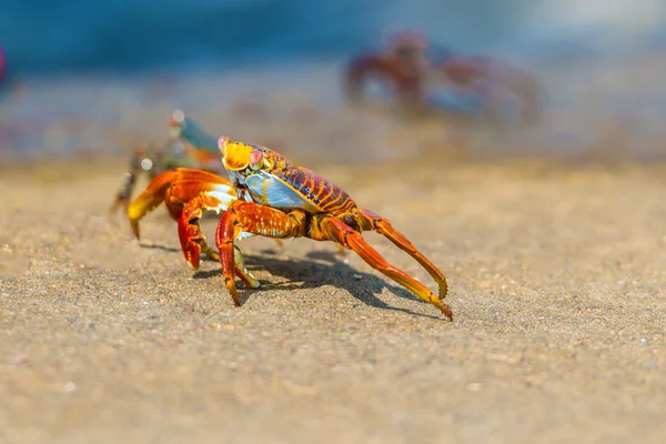 Sally Leichtfuß-Krabbe auf Galapagos-Inseln — Stockfoto