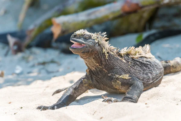 Leguán mořský na Galapágy — Stock fotografie