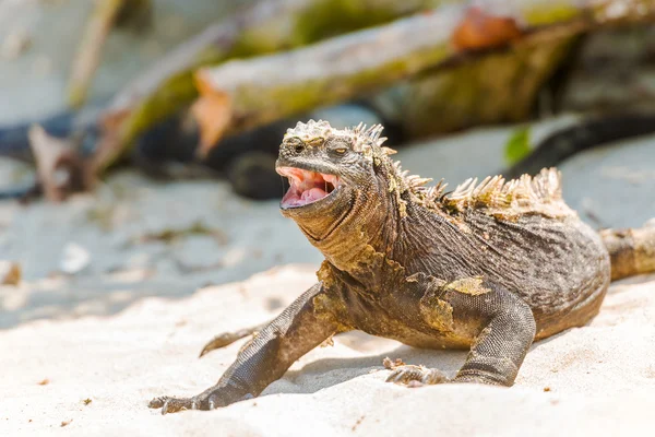 Marine Iguana on Galapagos Islands — Stock Photo, Image