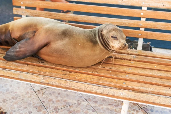 Sea Lion på en bänk, Galapagosöarna — Stockfoto