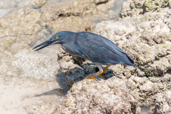 Galapagos Heron v Santa Cruz Island, Galapágy. — Stock fotografie