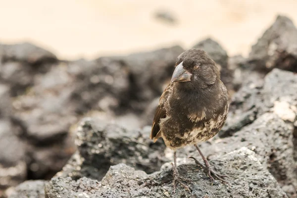 サンタ ・ クルスのガラパゴス中地上フィンチ (Geospiza フォルティス), — ストック写真