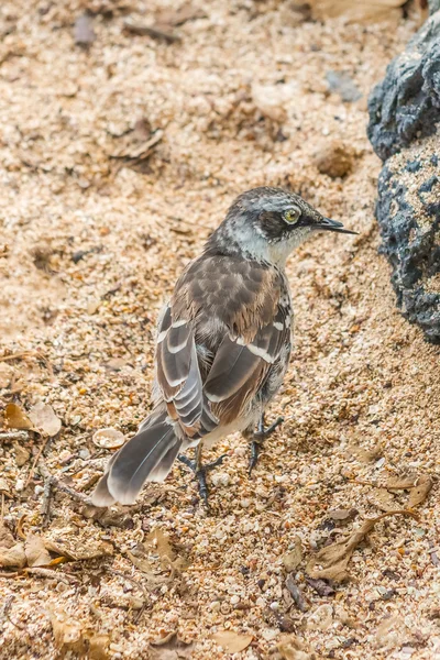Galapagos mockingbird in Santa Cruz island. — Stock Photo, Image
