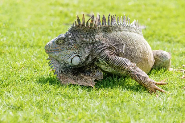 エクアドル、グアヤキルのダウンタウンにあるイグアナ公園のイグアナ. — ストック写真