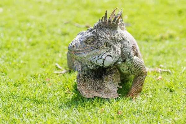 Iguanas v parku iguana v centru města Guayaquil, Ekvádor. — Stock fotografie
