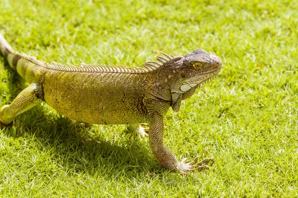 Iguanas at the Iguana park in downtown of Guayaquil, Ecuador. — Stock Photo, Image