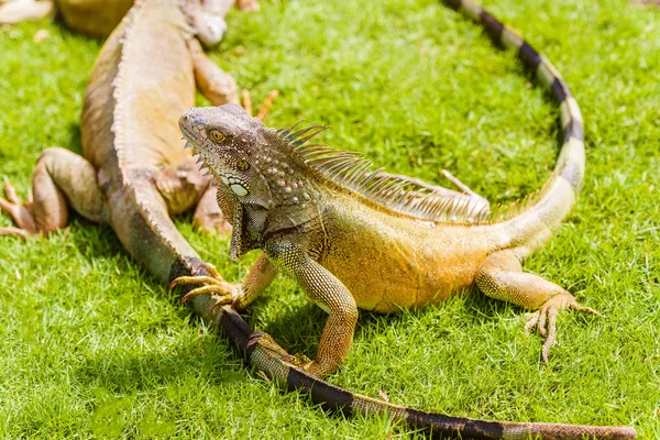 Iguanas at the Iguana park in downtown of Guayaquil, Ecuador. — Stock Photo, Image