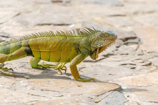 Iguanas at the Iguana park in downtown of Guayaquil, Ecuador. — Stock Photo, Image