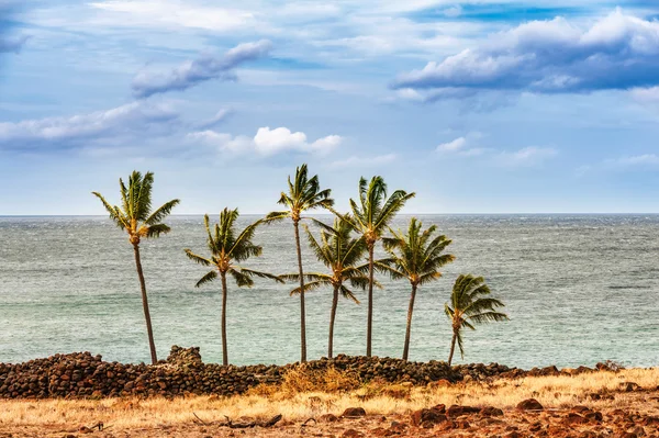 Hawaii Big Island sahilde Palmiye Ağaçları — Stok fotoğraf