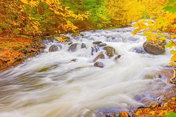 River in Algonquin Park in Ontario, Canada. — Stock Photo, Image