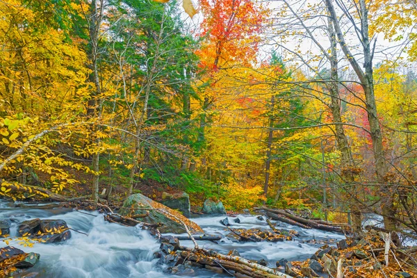 Rio em Algonquin Park em Ontário, Canadá . — Fotografia de Stock