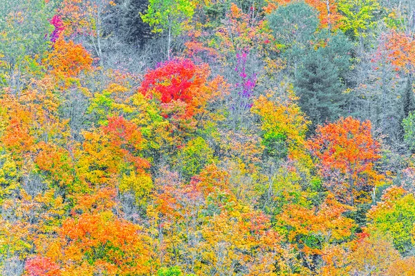 Cores da queda Algonquin Park, Ontário, Canadá . — Fotografia de Stock