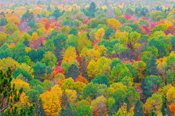 秋の色、カナダ オンタリオ州のアルゴンキン州立公園. — ストック写真