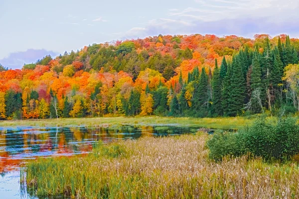 Cores da queda Algonquin Park, Ontário, Canadá . — Fotografia de Stock