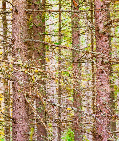 Árvores Algonquin Park, Ontário, Canadá . — Fotografia de Stock