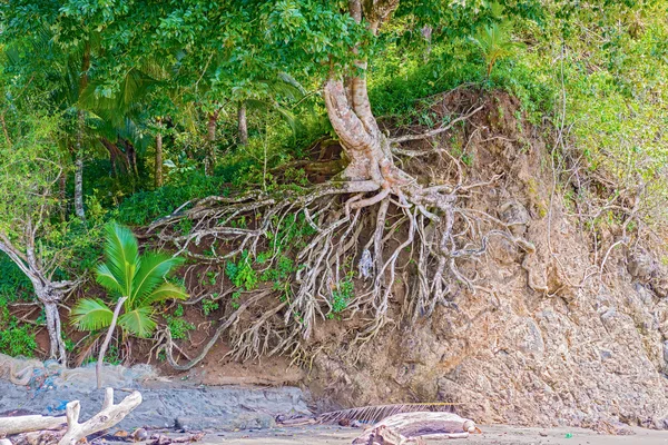 Lavar las raíces de los árboles en la roca — Foto de Stock
