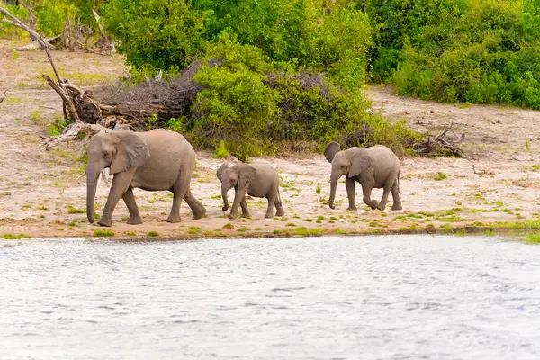 Elefantes na margem do rio Chobe no Botsuana — Fotografia de Stock