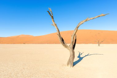 Namibya ülkesindeki Sesriem yakın ölü Vlei