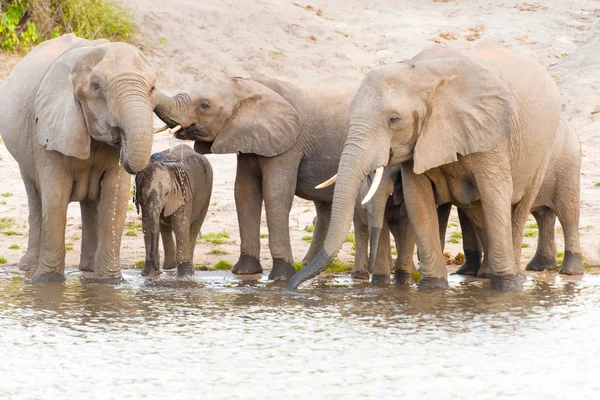 Elefantes na margem do rio Chobe no Botsuana — Fotografia de Stock