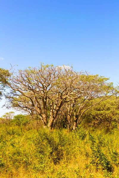 Drzewa w Zambii — Zdjęcie stockowe