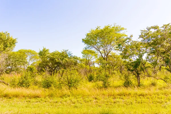 Träd i Zambia — Stockfoto