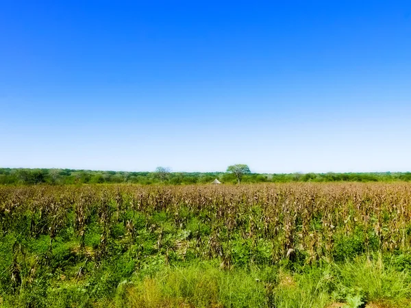 Landskap i Zambia . – stockfoto