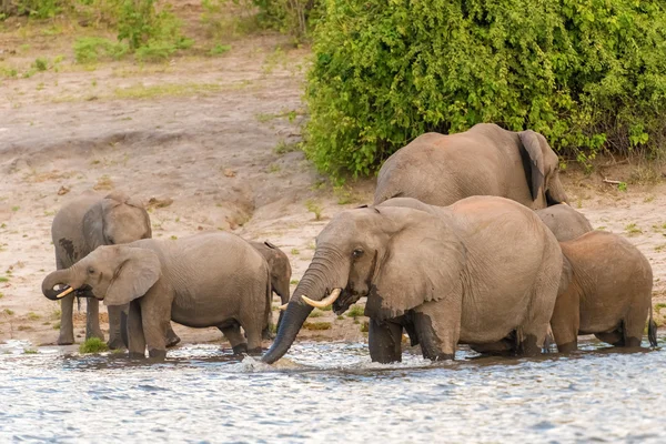 Elefantes na margem do rio Chobe no Botsuana — Fotografia de Stock