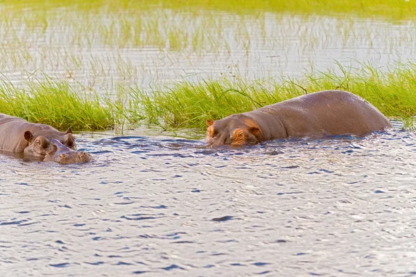 Hipopótamo — Fotografia de Stock