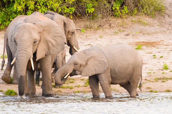 Elefantes na margem do rio Chobe no Botsuana — Fotografia de Stock