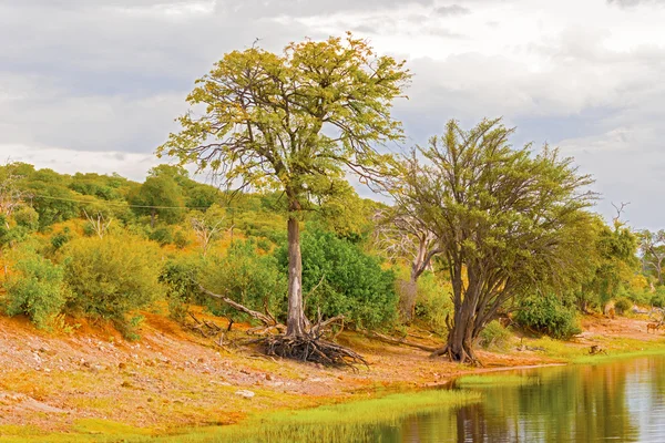 Trees at Chobe river — Stock Photo, Image