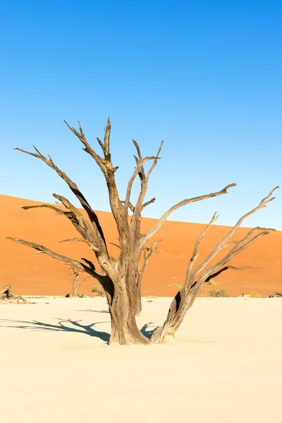 Dead Vlei v místě zvaném Sesriem v Namibii — Stock fotografie