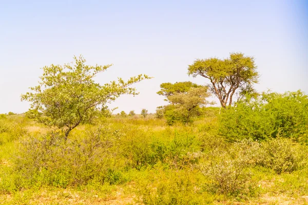 Landskap i Botswana — Stockfoto