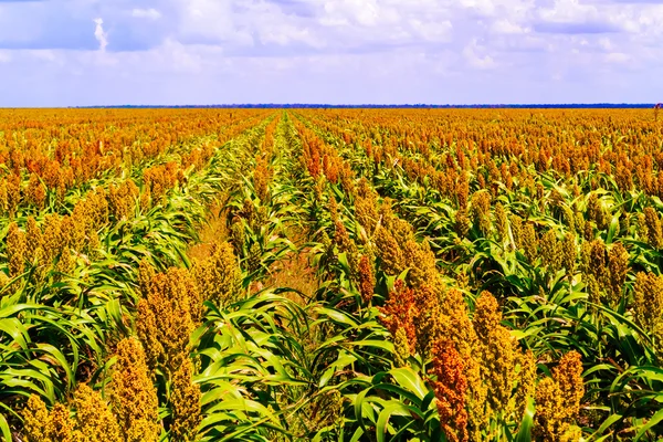 보츠와나에서 사탕수수 식물 분야 — 스톡 사진