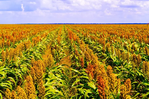 Sorgo rośliny pól w Botswanie Zdjęcie Stockowe