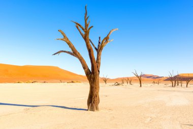 Dead Vlei near Sesriem in Namibia clipart