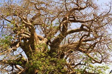 Botswana'da Baobab ağacı.