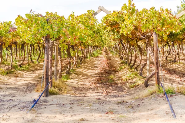 West-Kaap wineyard — Stockfoto